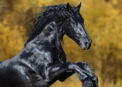 زیبایی این اسب هوش از سرتان می برد!، عکس